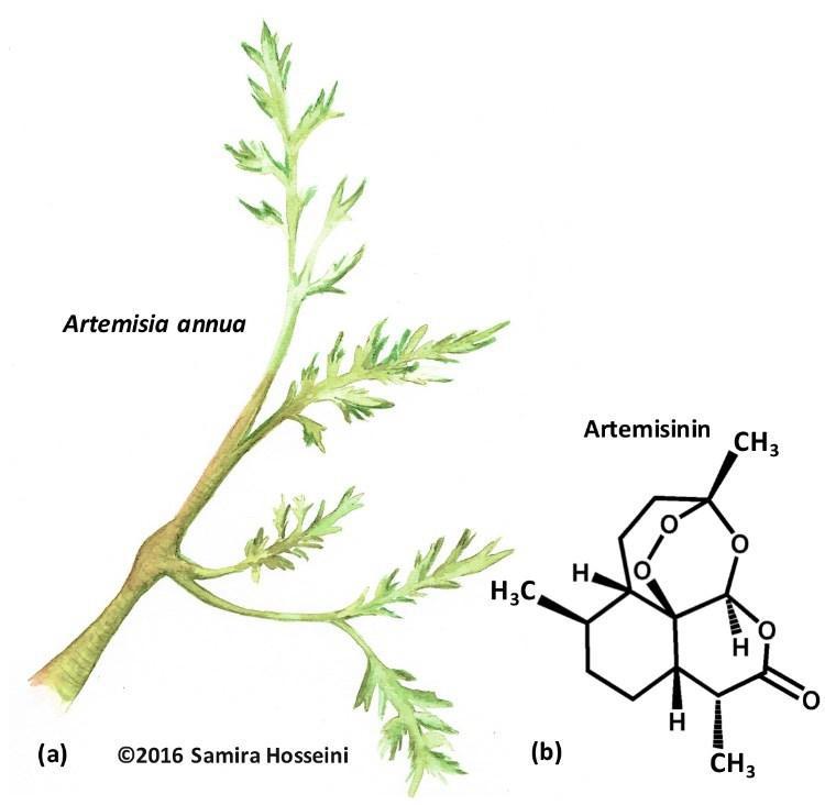 Ilustración de Artemisia annua por S. Hosseini (in Rodríguez-García et al, 2017)