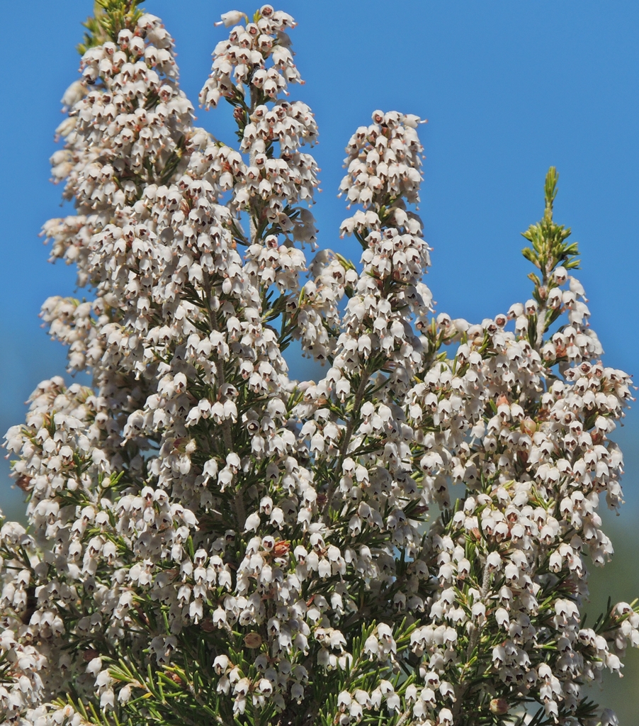 Brezo, Erica arborea