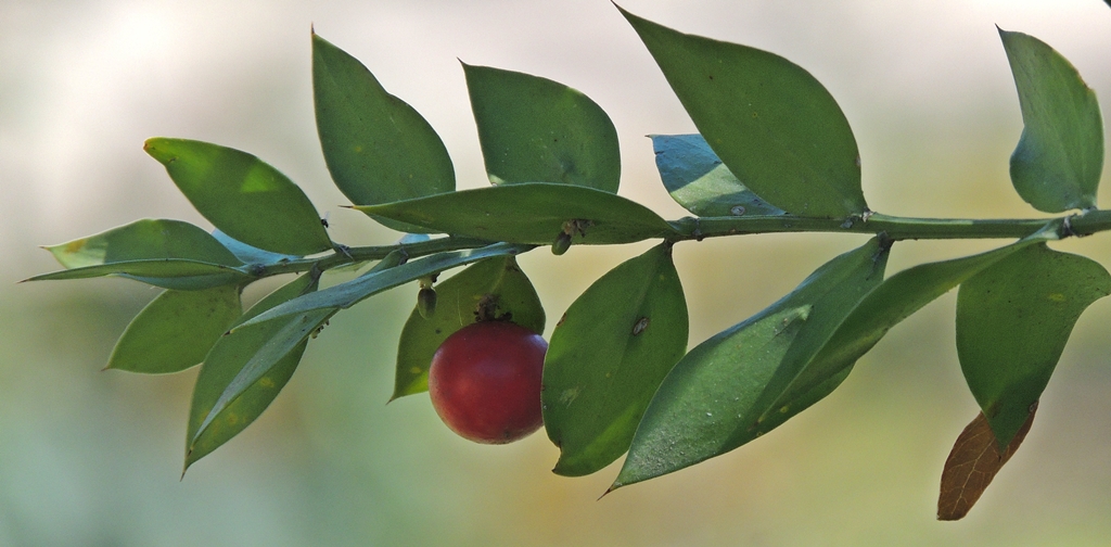 Foto Ruscus aculeatus