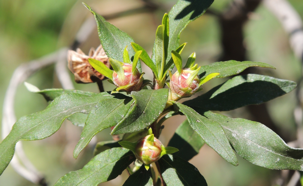 Foto brotes jóvenes Cistus ladanifer