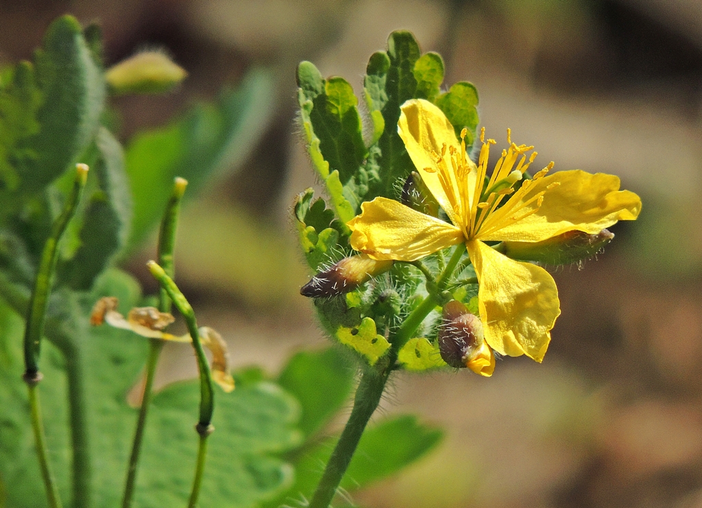 Foto Chelidonium major