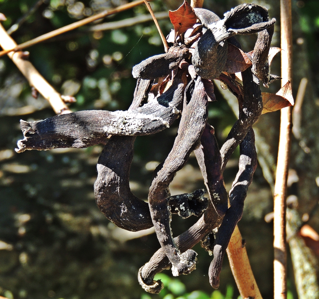 Foto agallas de cornicabra