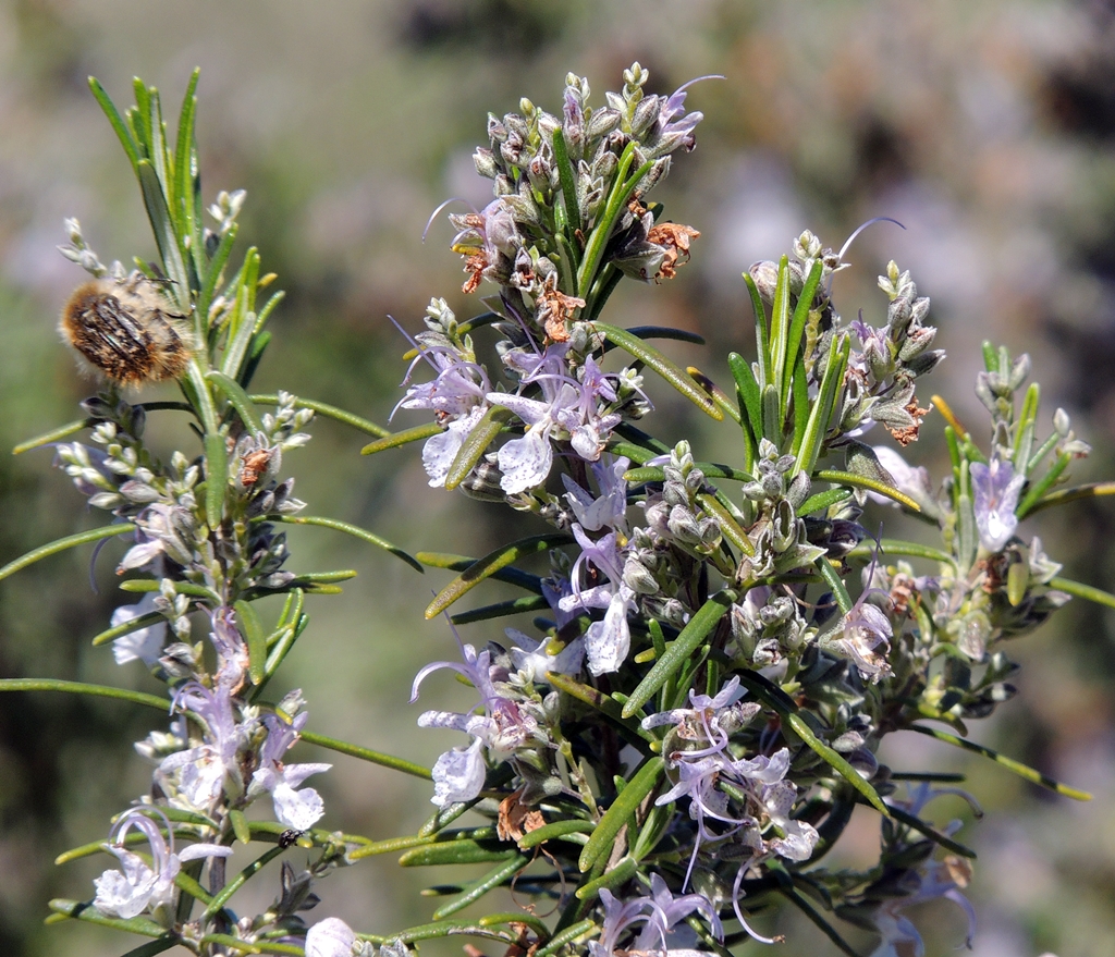 Foto Rosmarinus officinalis