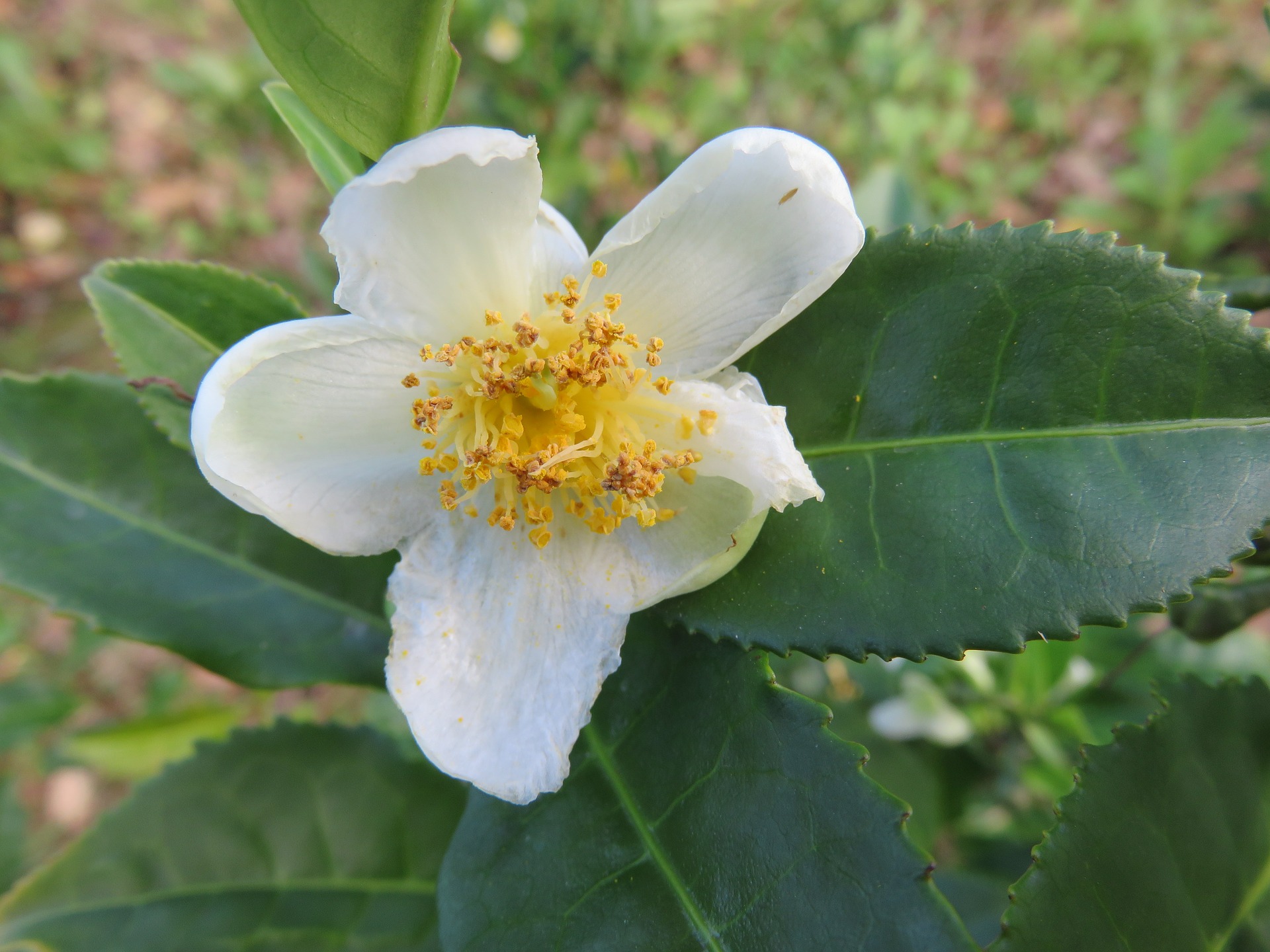 Las hojas de la planta del té son glabras y de bordes serrados. Las flores, axilares, son solitarias o se pueden encontrar en grupos de tres