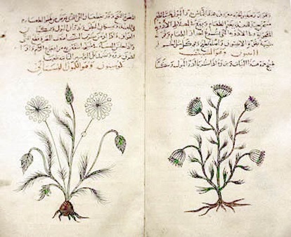 En el tratado De Materia Medica de Dioscórides se recogen numerosas especies vegetales con aplicaciones medicinales