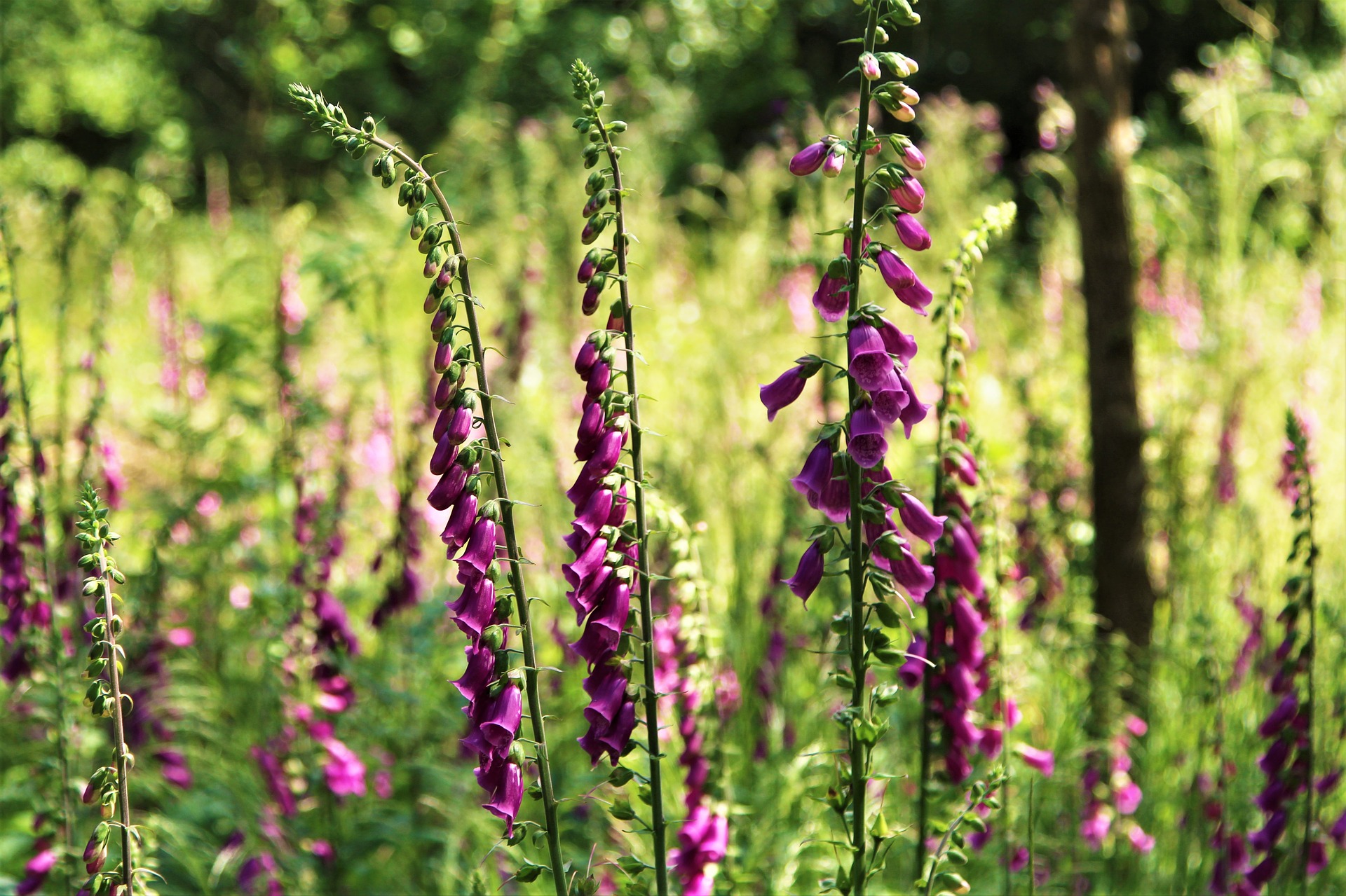 Dedalera (Digitalis purpurea). Dedalera (Digitalis purpurea).