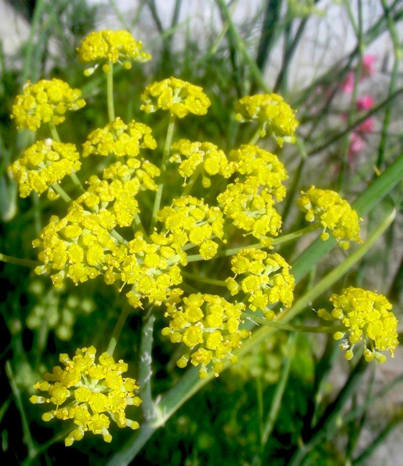 Hinojo, Foeniculum vulgare Mill.