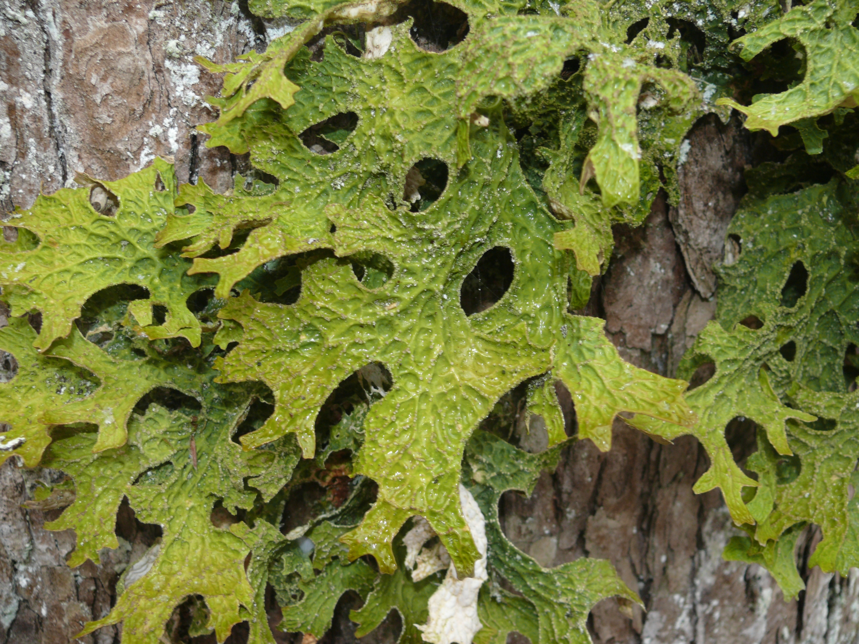 Líquenes (Lobaria pulmonaria) Es un excelente bioindicador de la buena conservación de bosques viejos, ya que los talos simbióticos (tejidos falsos) de los líquenes son muy susceptibles a los cambios que ocurren en su hábitat, respondiendo de forma fina y rápida a las actividades antrópicas.