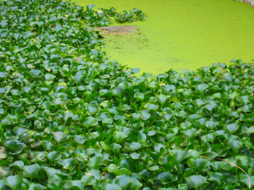 Jacinto de agua (Eichhornia crassipes). Perteneciente a la familia Pontederiaceae son consideradas especies invasoras dado el impacto que causan en lagos y charcas, pueden cubrir completamente la superficie, impidiendo que la luz pase y llegue a las plantas nativas, y como consecuencia agotando el oxígeno en el agua. Su crecimiento se inhibe cuando hay presencia de pocos fertilizantes en la zona, por lo que son bioindicadoras de la presencia de nitrógeno, fósforo y trazas de metales pesados.