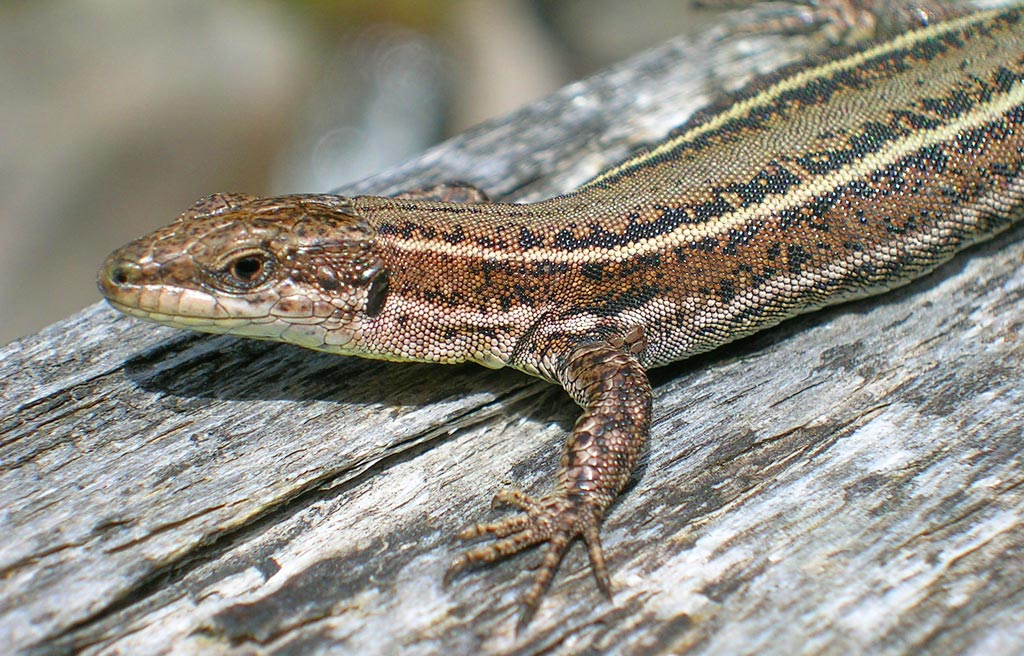 Algunos reptiles, como la lagartija ibérica, aparecen con frecuencia en ambientes urbanos, al beneficio, tal vez, de una menor presencia de depredadores y usando las construcciones urbanas a modo de microhábitat similar al natural. Pueden ser un grupo idóneo como bioindicadores de la calidad ambiental del hábitat debido a su estrecha vinculación con el medio terrestre y a su limitada capacidad de desplazamiento. 