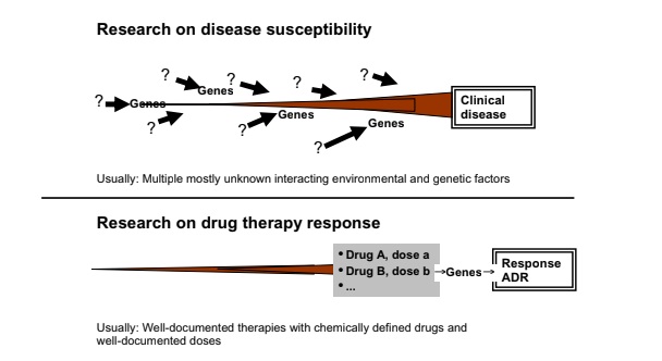 Diferencias entre los estudios farmacogenómicos sobre la susceptibilidad a la enfermedad (mitad superior de la imagen) y la respuesta a un determinado fármaco (mitad inferior de la imagen). En la patogénesis de las enfermedades, múltiples factores (de carácter endógeno, exógeno o de ambos tipos) interactúan con uno o numerosos genes.En los estudios de farmacoterapia, a pesar de conocer las drogas y dosis administradas al paciente, pueden aparecer genes polimórficos que acaben desarrollando una reacción adversa al medicamento en cuestión.