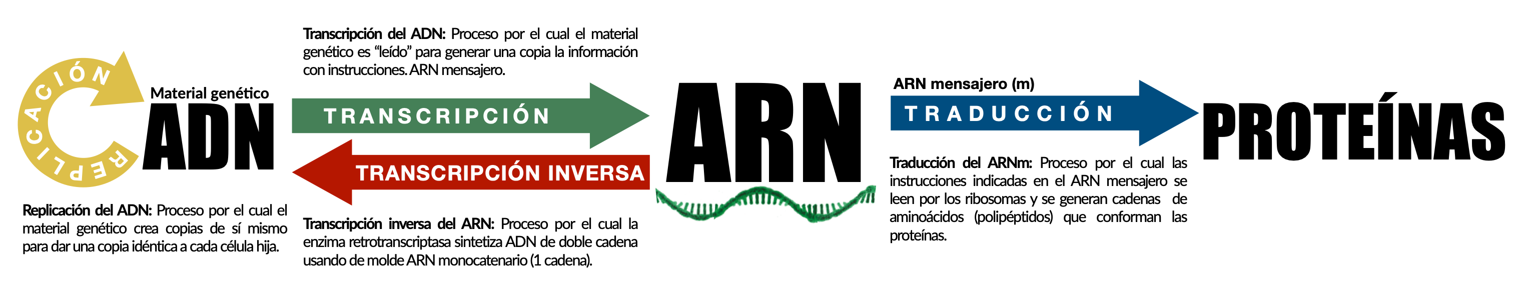 Esquema de la maquinaria de creación de proteínas. El material genético (normalmente ADN) se transcribe a ARN mensajero. Éste mediante el proceso de traducción por los ribosomas, permite crear polipéptidos que conforman las proteínas. En la imagen también podemos ver un camino inverso en rojo, la retrotranscripción. Este proceso se encontró en algunos virus y permite hacer el camino inverso de ARN a ADN.