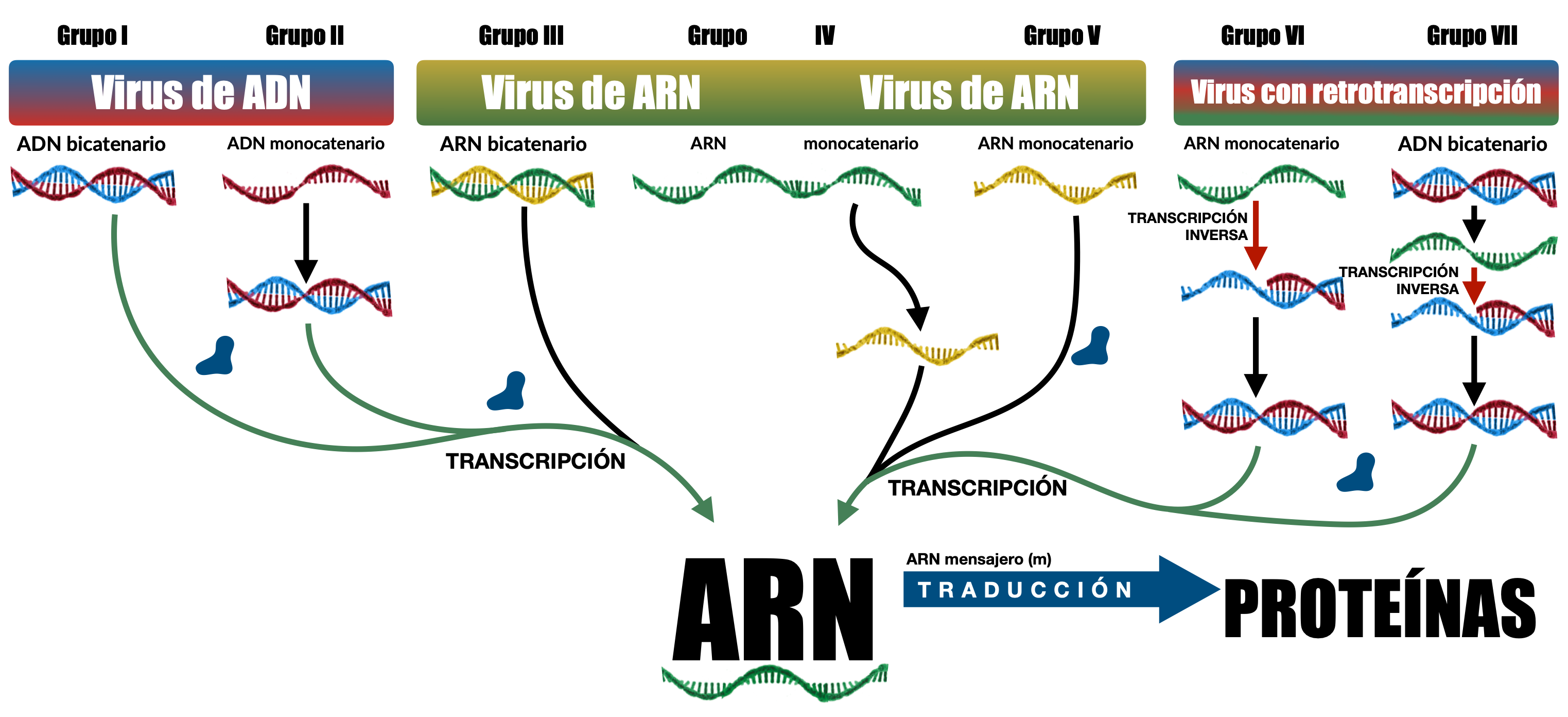 Esquema general de los diferentes tipos de material genético del que parten los diferentes grupos en la clasificación de Baltimore. Aquí podemos ver cómo el ARN es el centro, y al que todos los virus deben llegar para que se produzcan las proteínas necesarias.