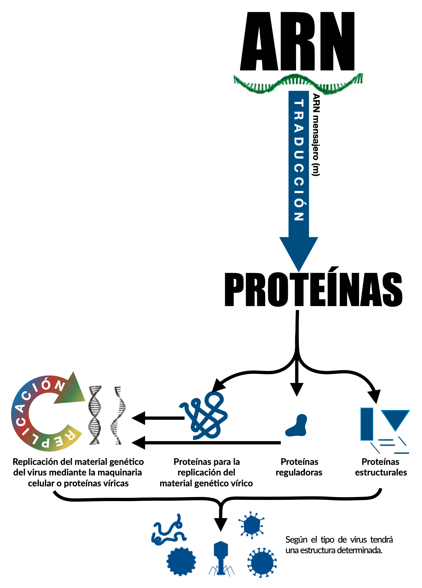 Finalmente el virus consigue producir sus proteínas con función polimerasa, reguladora o estructural. Y ya sea mediante su maquinaria de replicación o la de la célula replica su material genético para finalmente conformar los nuevos virus, que saldrán de su huésped, listos para infectar.