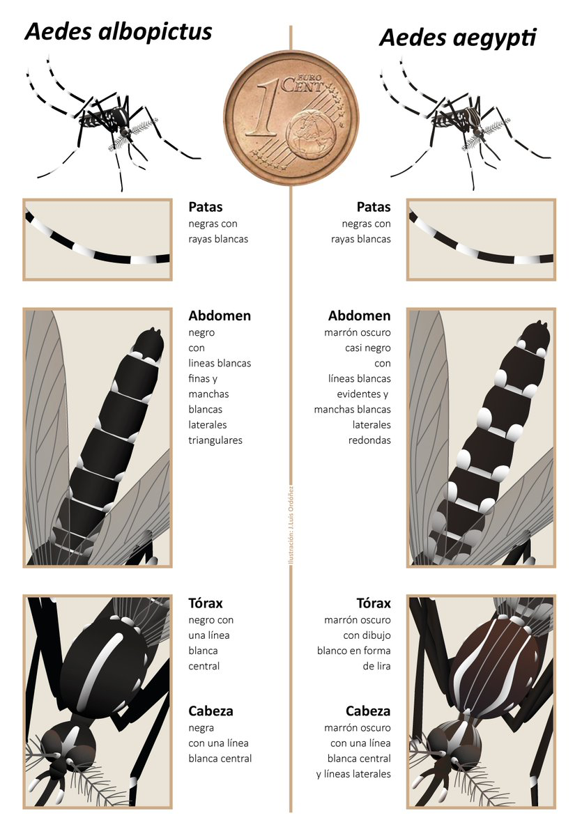 Diferencias taxonómicas entre los mosquitos Aedes albopictus y Aedes aegypti. Fuente: Mosquito Alert. Autor Ilustración: J. Luis Ordoñez. Diferencias taxonómicas entre los mosquitos Aedes albopictus y Aedes aegypti. Fuente: Mosquito Alert. Autor Ilustración: J. Luis Ordoñez.