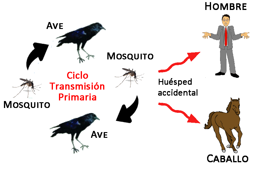 Ciclo de transmisión del virus del Nilo Occidental