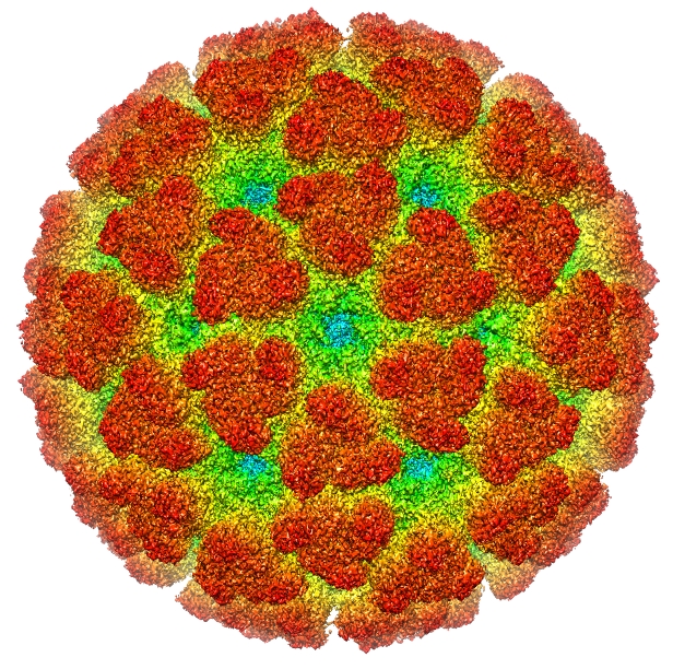 Virus Chikungunya (Chikungunya).  Transmitido por los mismos mosquitos vectores del Dengue y el Zika, la Chikungunya muestra síntomas que pueden llegar a ser graves. Suelen comenzar de tres a siete días después de la picadura de un mosquito infectado. Los síntomas más comunes son fiebre y dolor en las articulaciones. Otros síntomas pueden incluir dolor de cabeza, dolor muscular, hinchazón de las articulaciones y erupción cutánea.