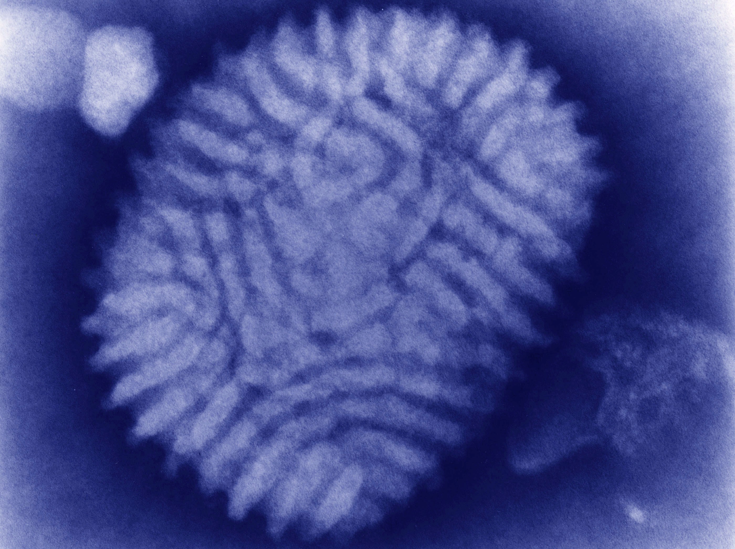 Myxoma virus, del género Leporipoxvirus (familia Poxviridae) causa estragos entre las poblaciones de conejos, matándolos en una media de 3 días si éste no tiene defensas. La enfermedad que produce se llama mixomatosis y se transmite a través de pulgas o mosquitos. Su material genético es una molécula de ADN lineal de doble cadena (Grupo I en la clasificación de Baltimore).