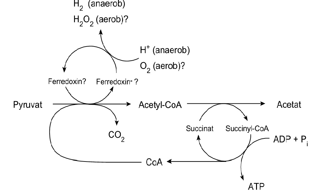 Esquema de síntesis de ATP en hidrogenosomas.