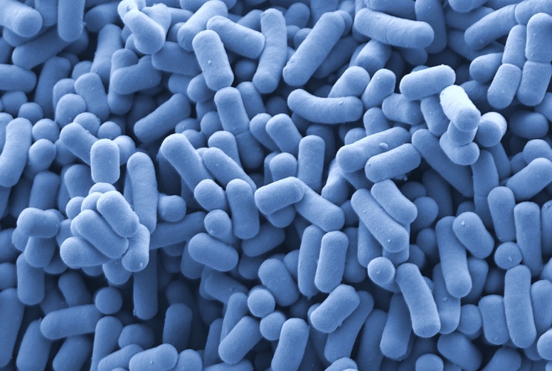 Lactobacillus reuteri INIA P572 visto con microscopio electrónico de barrido.