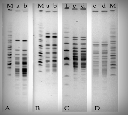 Ejemplo de huellas genéticas (pulsotipos) de aislados bacterianos a nivel de cepa mediante la técnica de electroforesis en gel de campo pulsado (PFGE). Digestión de DNA con SpeI (A) y XbaI (B) de Bifidobacterium breve INIA P734 e INIA P719 (b). Digestión de DNA de Bifidobacterium longum INIA P676 (c) e INIA P719 (d)con SpeI (C) y XbaI (D).Mid range marker (M) y low range marker (L).