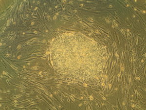 pluricelulares