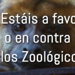 Debate sobre Zoológicos