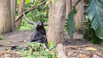 bonobos