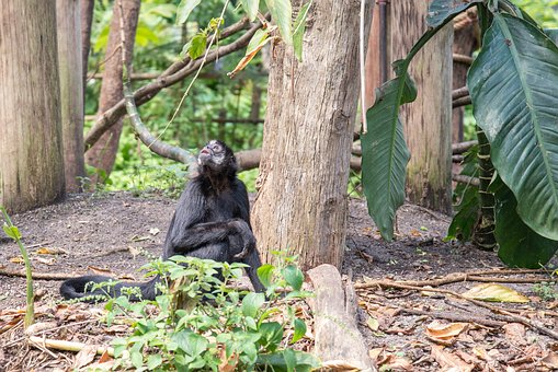 bonobos