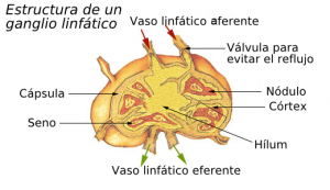 sistema inmunitario