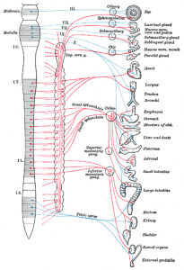 sistema nervioso autonomo