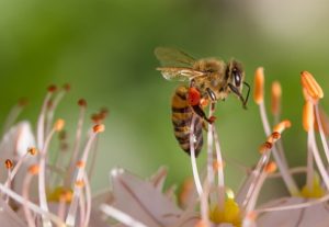 Las abejas vuelan...