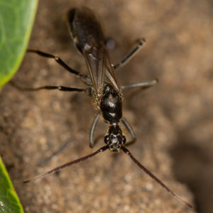 Las hormigas matabele salvan a sus congéneres cuando son atacados por termitas