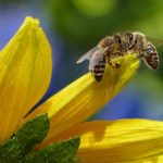 Las abejas son insectos eusociales