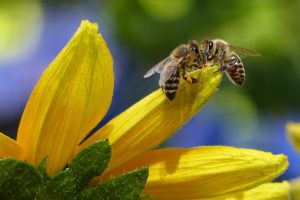 Las abejas son insectos eusociales