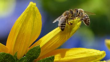 Las abejas son insectos eusociales