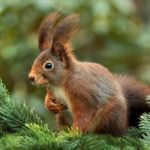 Ardillas guardan comida porque sus ritmos biológicos anticipan el invierno