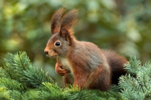 Ardillas guardan comida porque sus ritmos biológicos anticipan el invierno