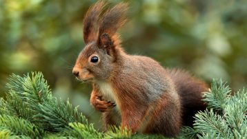 Ardillas guardan comida porque sus ritmos biológicos anticipan el invierno