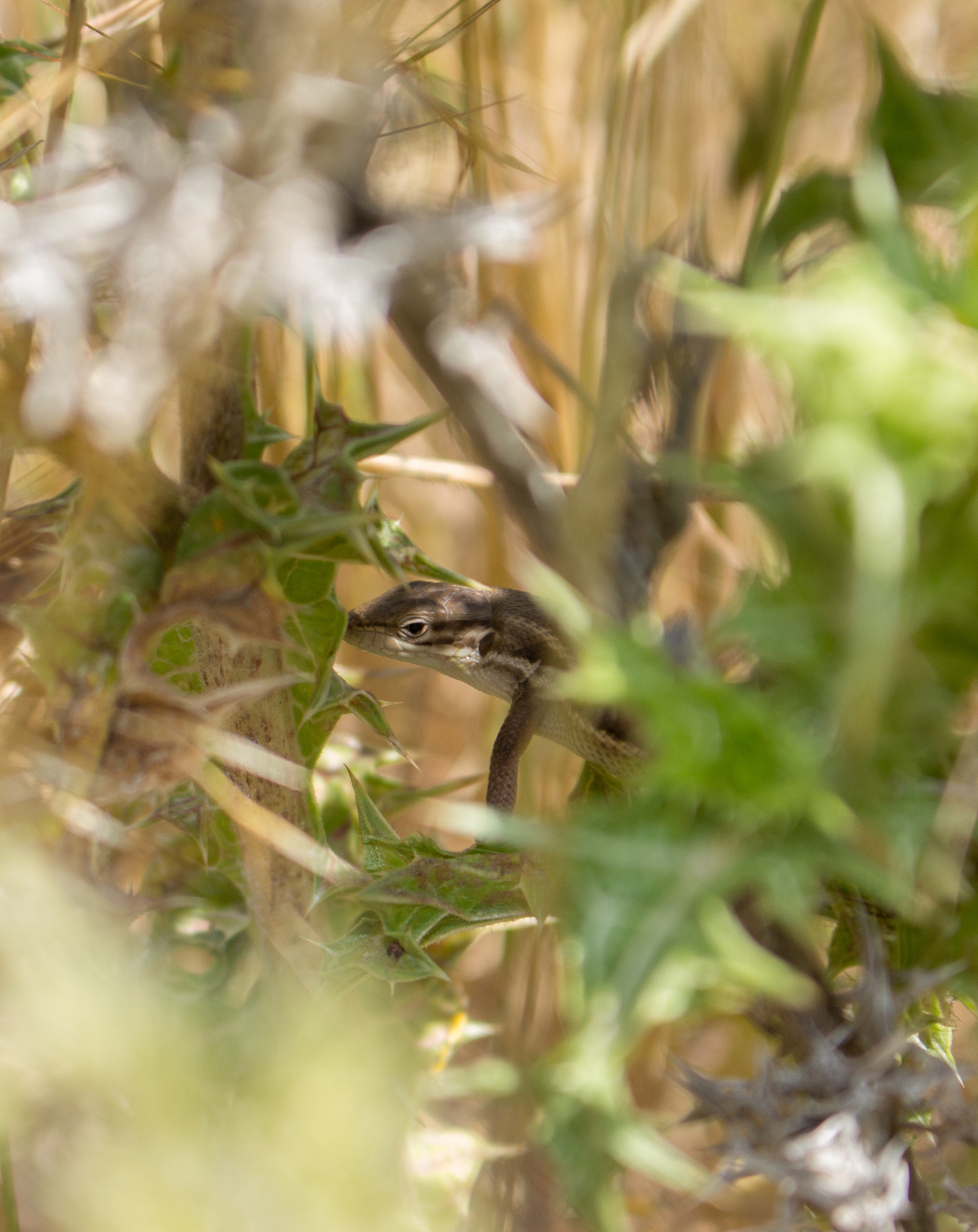 Esta lagartija oculta en la naturaleza es un símbolo de nuestro primer número