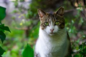 Los gatos tienen un antepasado en común con los felinos