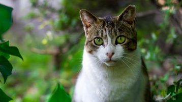 Los gatos tienen un antepasado en común con los felinos