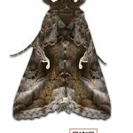 Autographa gamma