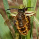 El mimetismo entre O. especulum y Dasyscolia ciliata es de tipo químico. La orquídea emite unas feromonas similares a las de la hembra que, unido al parecido de su labelo con el abdomen de la hembra, engañan al macho a llevar una polinización cimentada sobre la pseudocópula. Una vez fecundada, la orquídea emite unas feromonas similares a las que emite la hembra tras haberse apareado para que ningún otro abejorro fuerce la arquitectura flora, que ya se encuentra desarrollando los embriones.