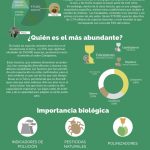 Infografía: Insecta (Insectos)