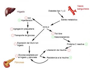 rol explicado de la DCN-2 y las consecuencias de su concentración en la sangre fruto de la diabetes y el estrés metabólico 