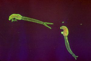 Los trematodos o gusanos planos son parásitos de moluscos y otros invertebrados de ambientes estuarinos. Aquí vemos una larva cercaria de Schistosoma