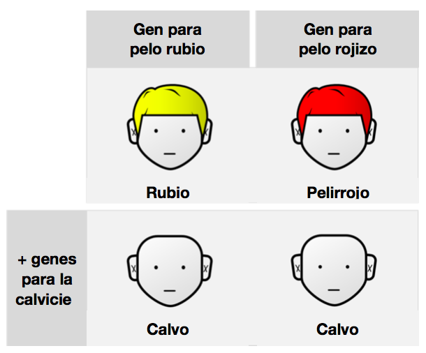 Epistasia explicada en el caso del color de pelo y la calvicie