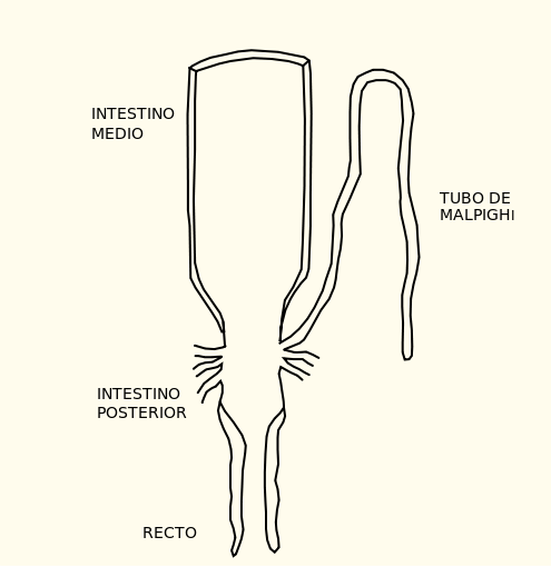 Representación de los túbulos de Malpighi Representación de los túbulos de Malpighi