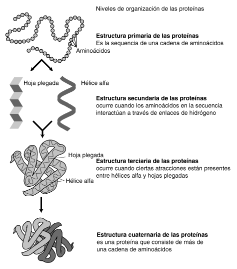 Niveles de organización de las proteínas